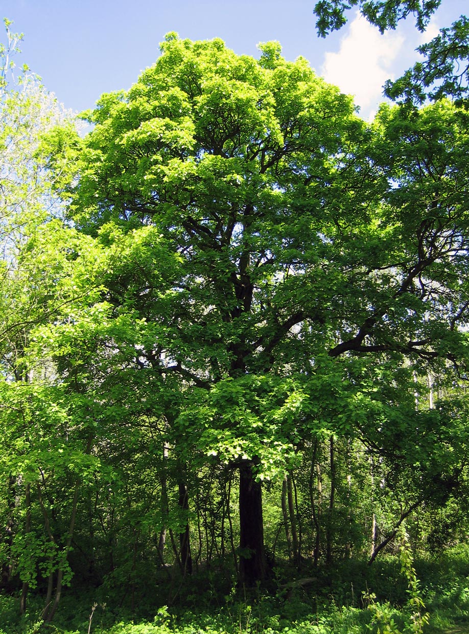 Fenster-Fachbetriebe in Blankenheim: Sorbus torminalis – Foto: Andrew Dunn Fenster-Fachbetriebe in Blankenheim: Sorbus torminalis